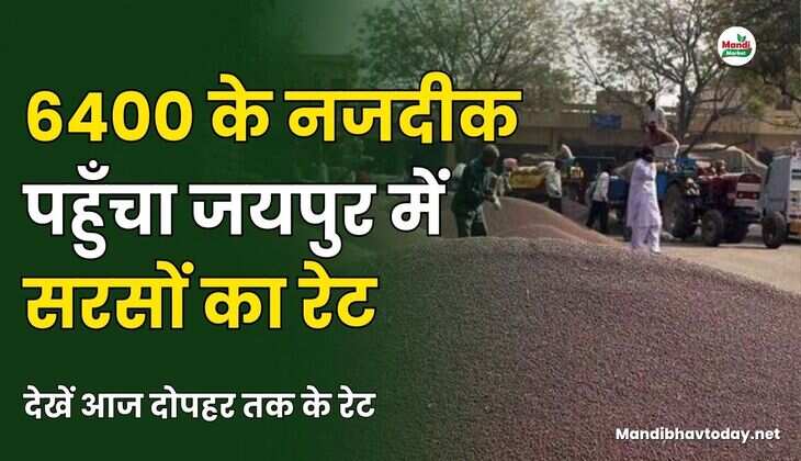 6400 के नजदीक पहुँचा जयपुर में सरसों का रेट | देखें आज दोपहर तक के रेट
