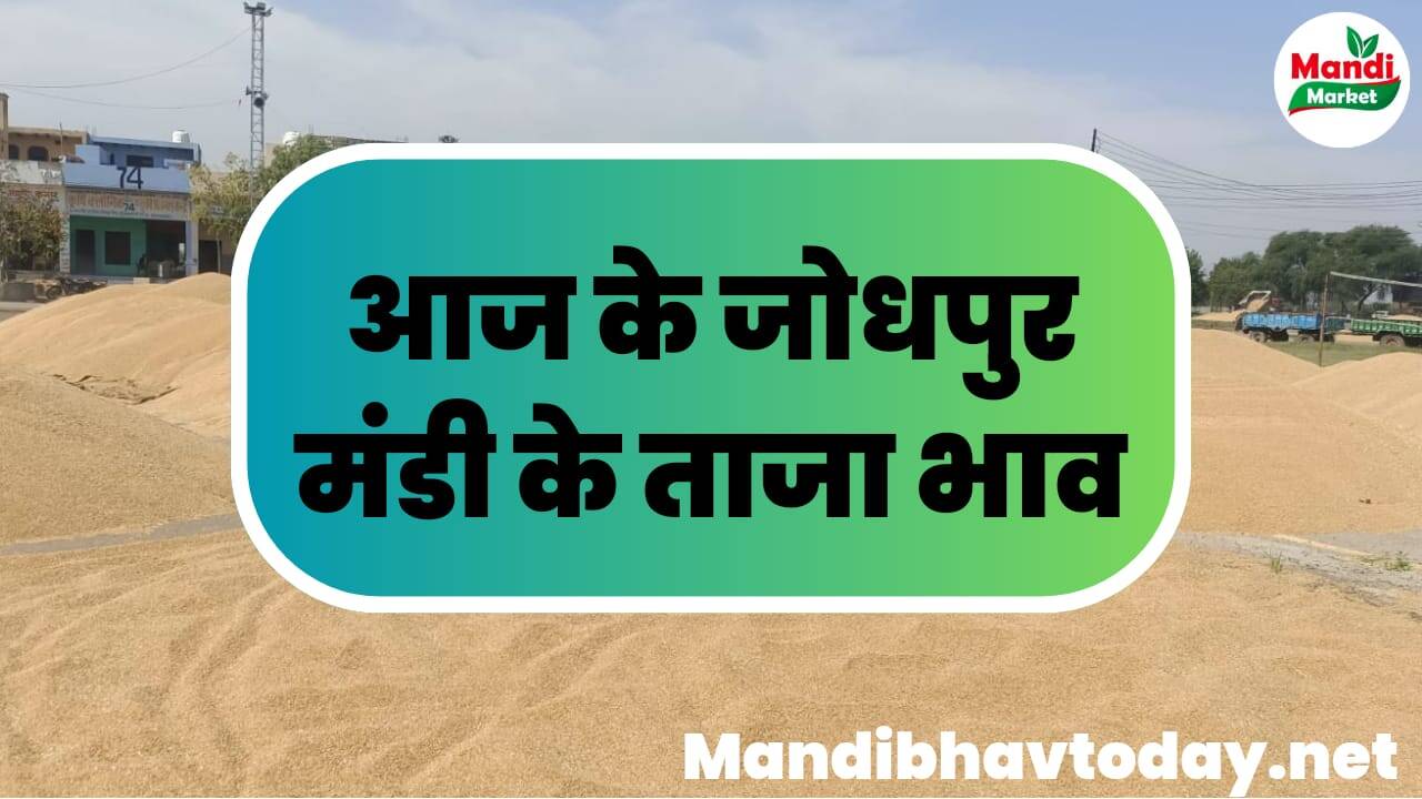 आज के जोधपुर मंडी के ताजा मंडी भाव | Jodhpur mandi ke bhav 03 february 2024