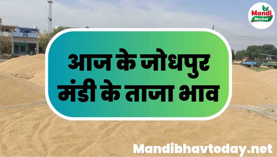 देखे आज के जोधपुर मंडी के ताजा मंडी भाव | Jodhpur mandi ka bhav 01 february 2024