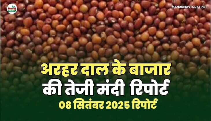 अरहर /तुवर  दाल की तेजी मंदी रिपोर्ट   08 Sep  2025