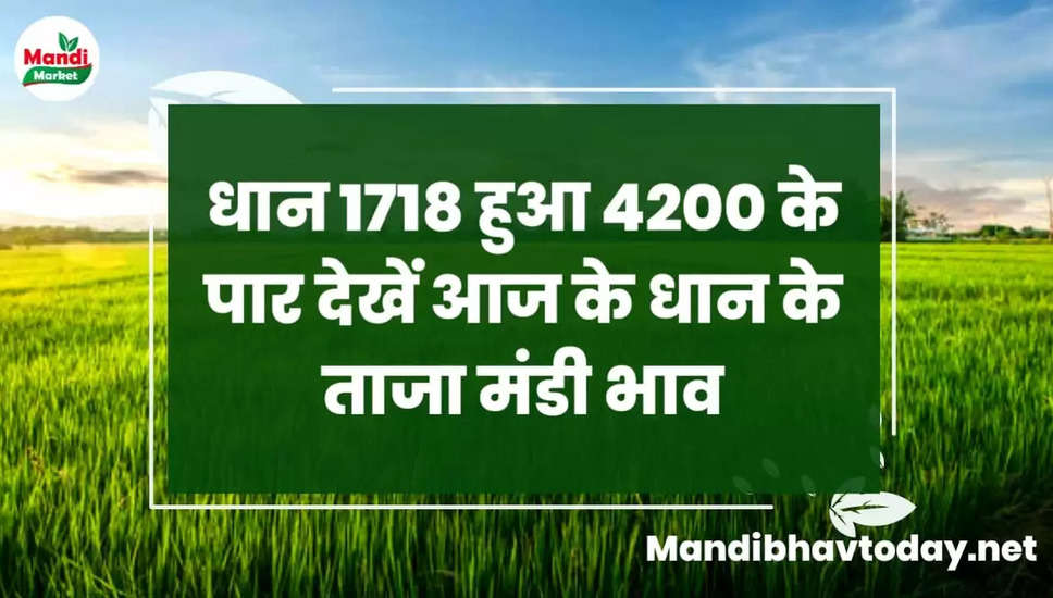 धान 1718 हुआ 4200 के पार देखें आज के धान के ताजा मंडी भाव | Basmati Paddy Rate Today 21 December 2022