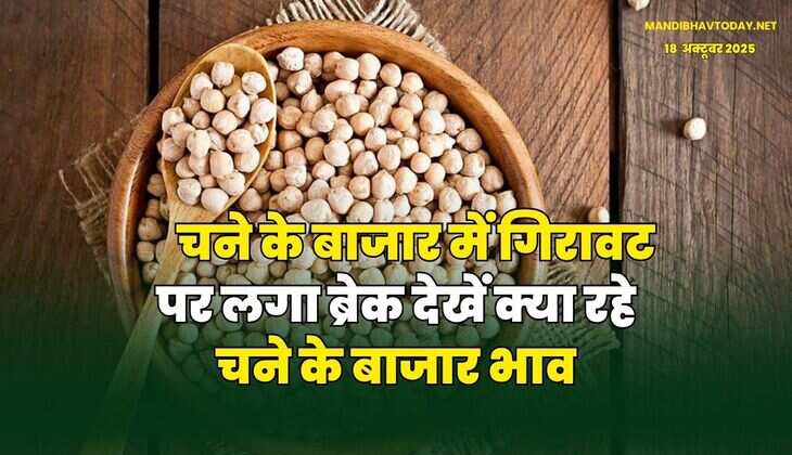 चने के बाजार में गिरावट पर लगा ब्रेक | देखें क्या रहे चने के बाजार भाव