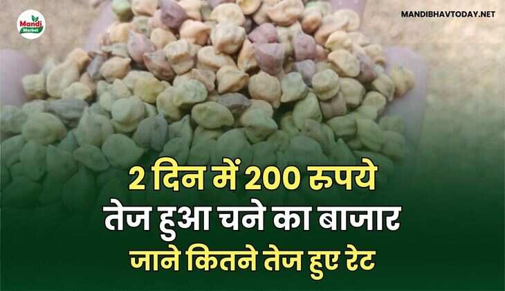 2 दिन में 200 रुपये तेज हुआ चने का बाजार | जाने कितने तेज हुए रेट