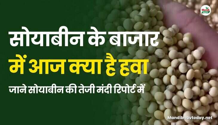 सोयाबीन के बाजार में आज क्या है हवा | जाने सोयाबीन की तेजी मंदी रिपोर्ट में