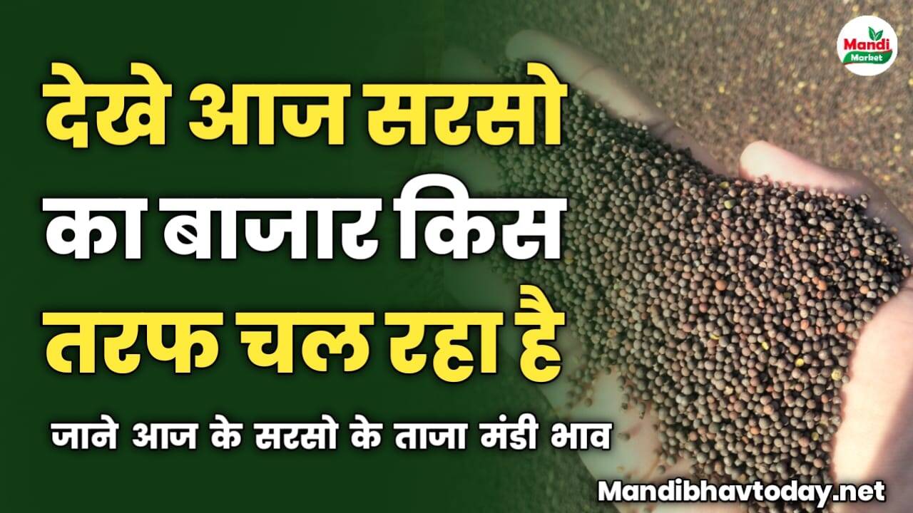 देखे आज सरसो का बाजार किस तरफ चल रहा है | जाने आज के सरसो के ताजा मंडी भाव 