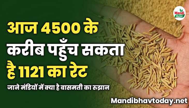 आज 4500 के करीब पहुँच सकता है 1121 का रेट | जाने मंडियों में क्या है बासमती का रुझान