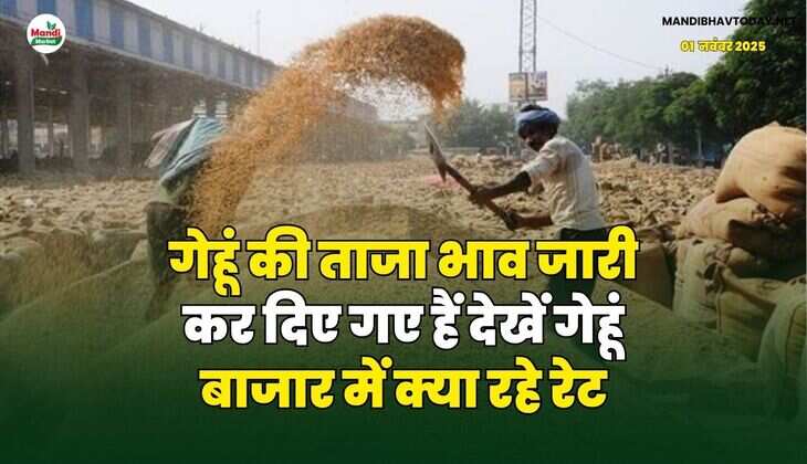 गेहूं की ताजा भाव जारी कर दिए गए हैं | देखें गेहूं बाजार में क्या रहे रेट