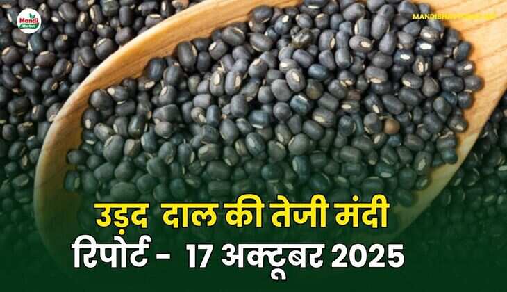 उड़द दाल की तेजी मंदी रिपोर्ट - 17 अक्टूबर 2025