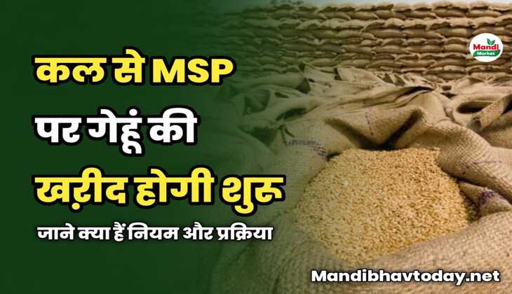 कल से MSP पर गेहूं की खऱीद होगी शुरू | जाने क्या हैं नियम और प्रक्रिया