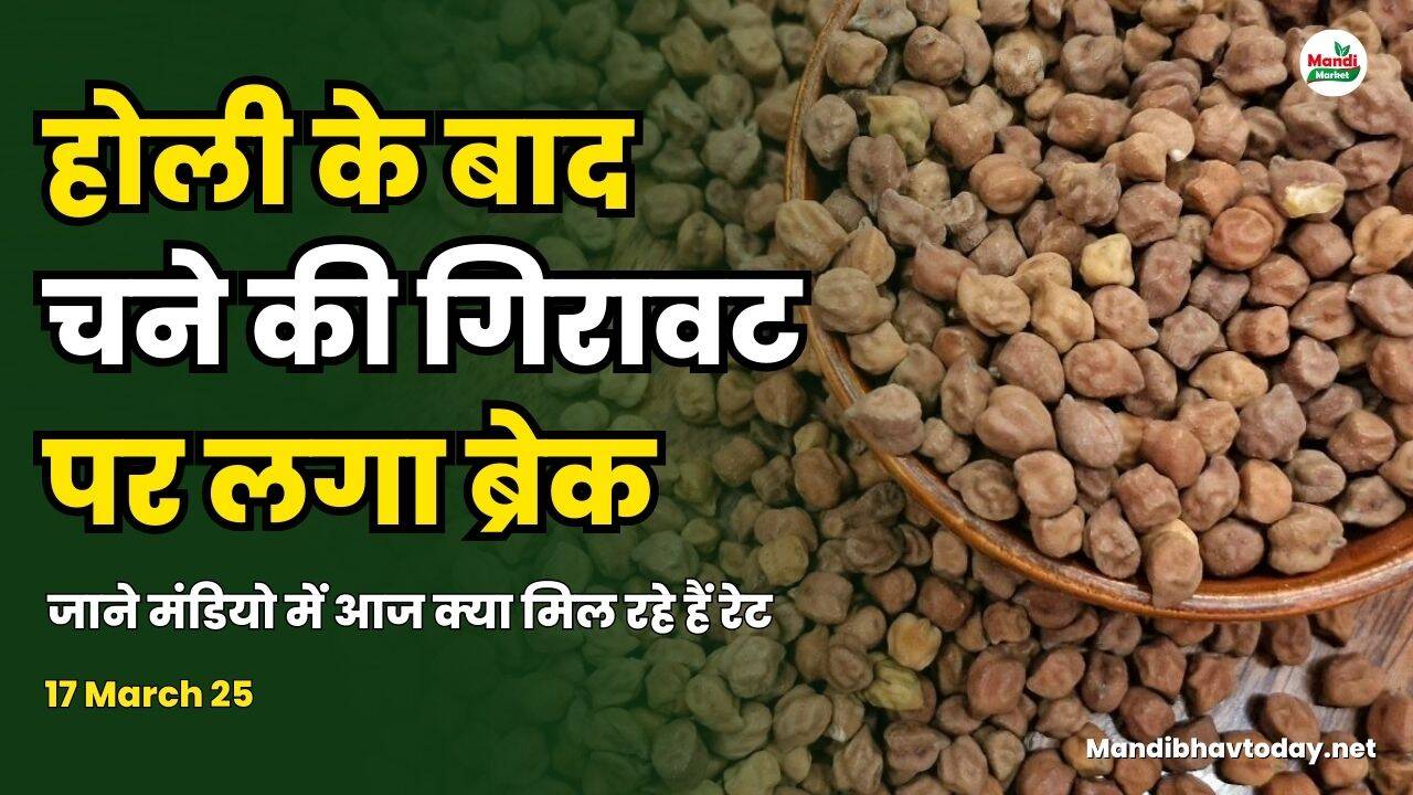 होली के बाद चने की गिरावट पर लगा ब्रेक | जाने मंडियो में आज क्या मिल रहे हैं रेट