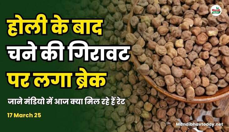 होली के बाद चने की गिरावट पर लगा ब्रेक | जाने मंडियो में आज क्या मिल रहे हैं रेट