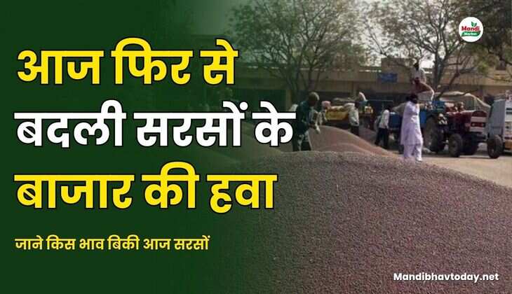 जाने किस भाव बिकी आज सरसों