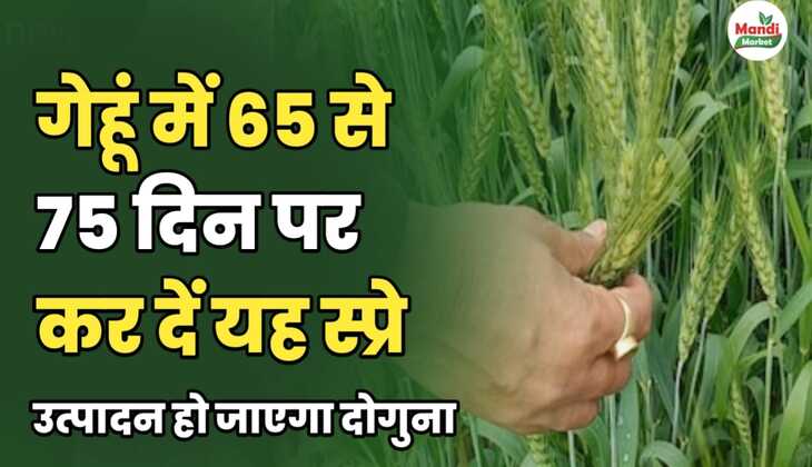 गेहूं में 65 से 75 दिन पर कर दें यह स्प्रे | उत्पादन हो जाएगा दोगुना