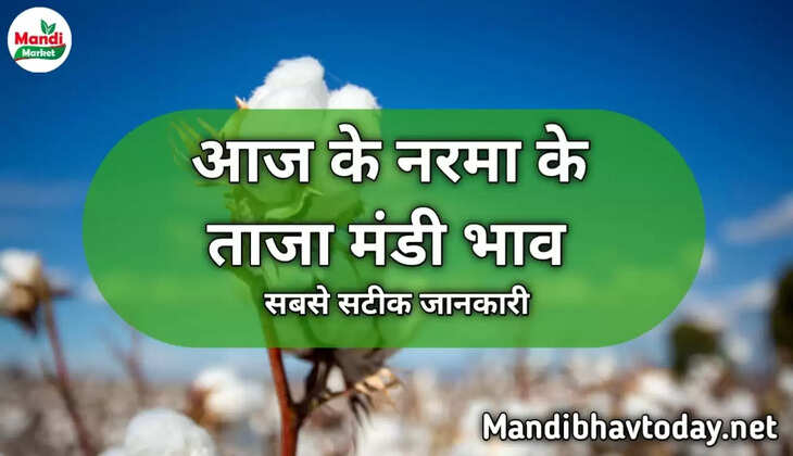 Aaj Ka Narma Ka bhav नरमा और कपास के ताजा मंडी भाव Narma Price Today 27 January 2023