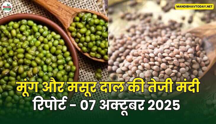 मूँग और मसूर दाल की तेजी मंदी रिपोर्ट - 07 अक्टूबर 2025 