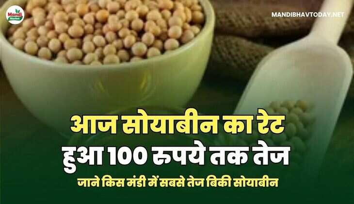 सोयाबीन image