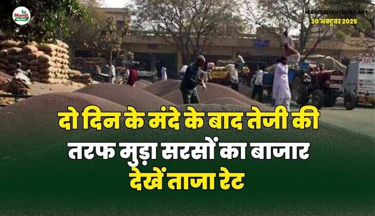 दो दिन के मंदे के बाद तेजी की तरफ मुड़ा सरसों का बाजार | देखें ताजा रेट