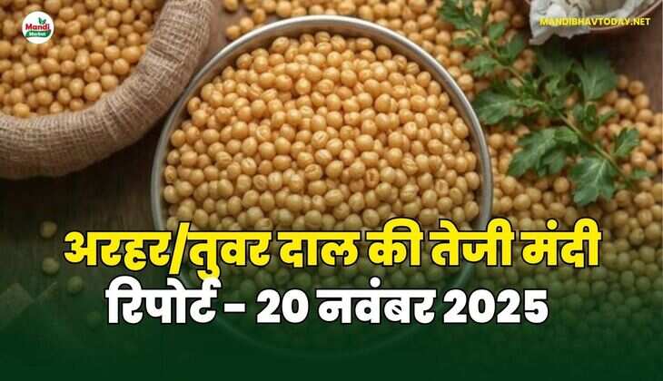 अरहर /तुवर दाल की तेजी मंदी रिपोर्ट - 20 नवंबर 2025 