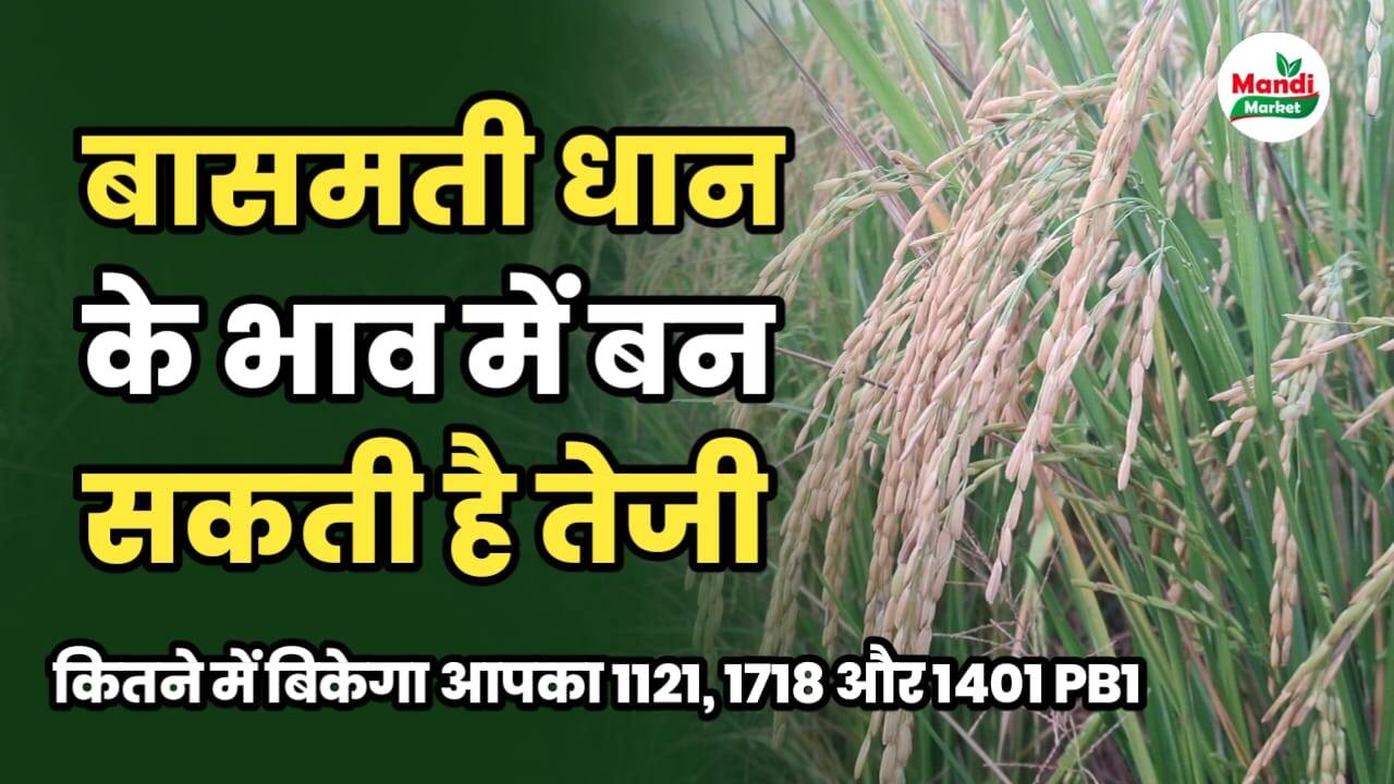 basmati me teji