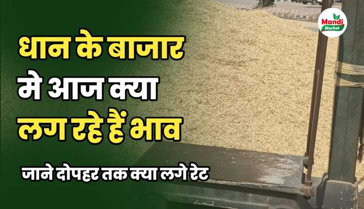 धान के बाजार में आज कितनी है तेजी मंदी | जाने मंडियों से क्या मिल रही है रिपोर्ट