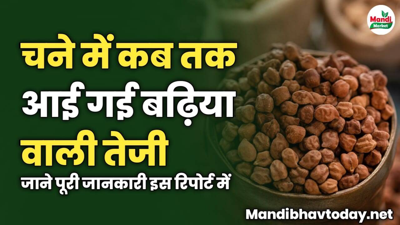 चने में कब तक आई गई बढ़िया वाली तेजी | जाने पूरी जानकारी इस रिपोर्ट में