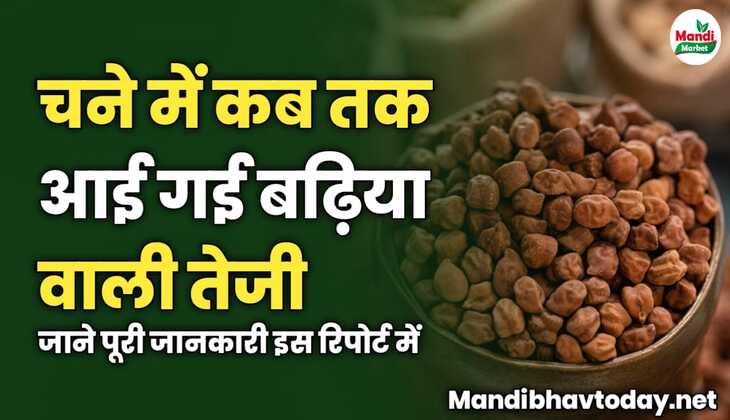 चने में कब तक आई गई बढ़िया वाली तेजी | जाने पूरी जानकारी इस रिपोर्ट में 
