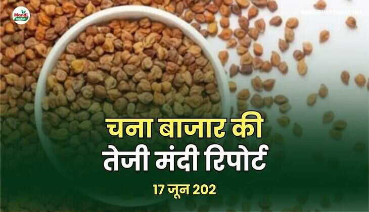 चना बाजार की तेजी मंदी रिपोर्ट -17  जून  2025