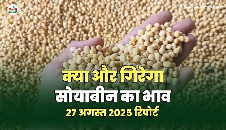 क्या और गिरेगा सोयाबीन का भाव