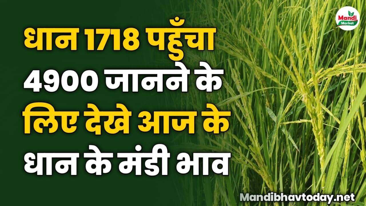 धान 1718 पहुँचा 4900 जानने के लिए देखे आज के धान के ताजा मंडी भाव