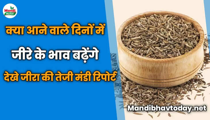 क्या आने वाले दिनों में जीरे के भाव बढ़ेंगे देखे जीरा की तेजी मंडी रिपोर्ट