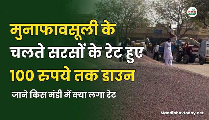 मुनाफावसूली के चलते सरसों के रेट हुए 100 रुपये तक डाउन | जाने किस मंडी में क्या लगा रेट