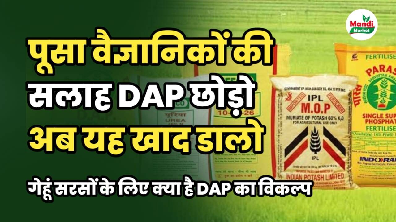 dap ki jagah par kya daale