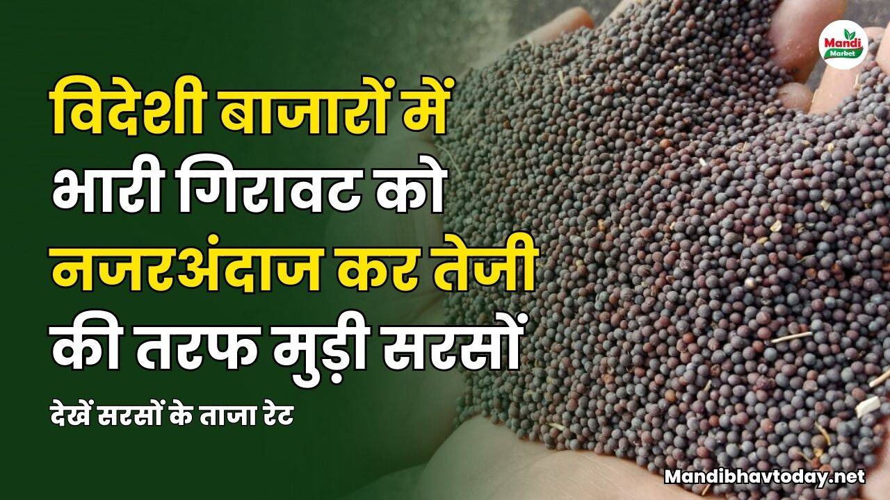 देखें सरसों के ताजा रेट