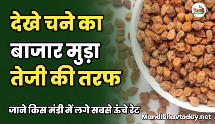 चने का बाजार मुड़ा तेजी की तरफ | जाने किस मंडी में लगे सबसे ऊंचे रेट chane ke taja mandi bhav 4 february 2025