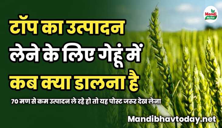 टॉप का उत्पादन लेने के लिए गेहूं में कब क्या डालना है | 70 मण से कम उत्पादन ले रहे हो तो यह पोस्ट जरूर देख लेना