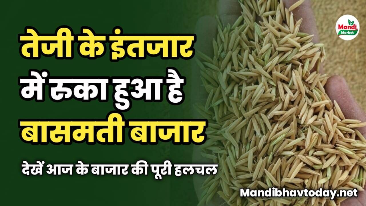 तेजी के इंतजार में बासमती का बाजार | देखें आज के बाजार की पूरी हलचल और तेजी मंदी रिपोर्ट
