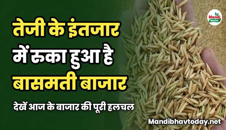 तेजी के इंतजार में बासमती का बाजार | देखें आज के बाजार की पूरी हलचल और तेजी मंदी रिपोर्ट