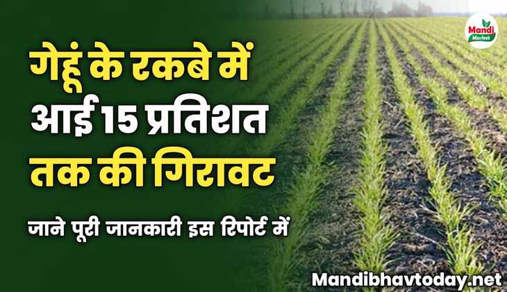 गेहूं के रकबे में आई 15 प्रतिशत तक की गिरावट | जाने पूरी जानकारी इस रिपोर्ट में 