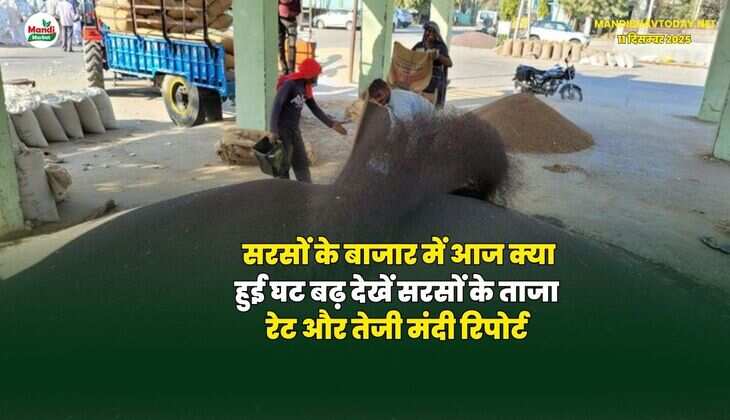 सरसों के बाजार में आज क्या हुई घट बढ़ | देखें सरसों के ताजा रेट और तेजी मंदी रिपोर्ट