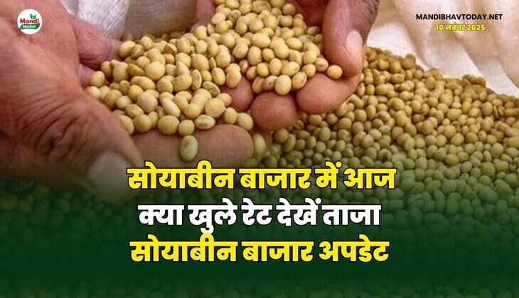सोयाबीन बाजार में आज क्या खुले रेट | देखें ताजा सोयाबीन बाजार अपडेट