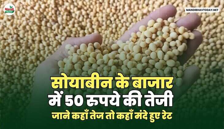 सोयाबीन के बाजार में 50 रुपये की तेजी | जाने कहाँ तेज तो कहाँ मंदे हुए रेट