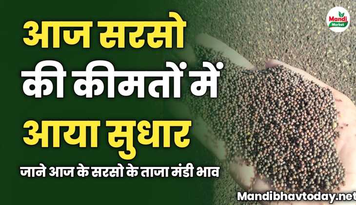 आज सरसो की कीमतों में आया सुधार | जाने आज के सरसो के ताजा मंडी भाव 