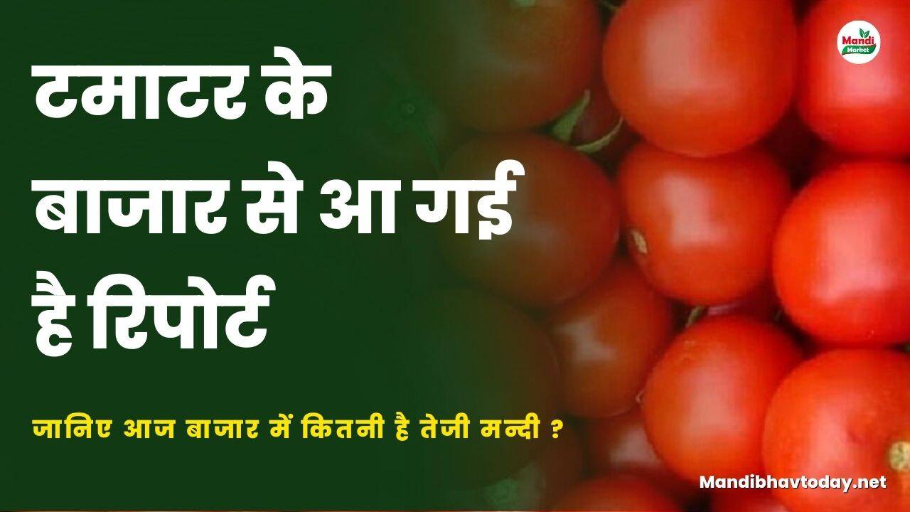 टमाटर के बाजार से आ गई है रिपोर्ट | जानिए आज बाजार में कितनी है तेजी मन्दी ?