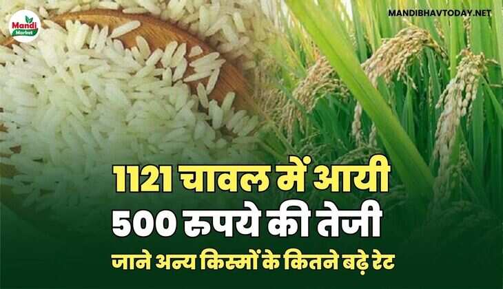  जाने अन्य किस्मों के कितने बढ़े रेट