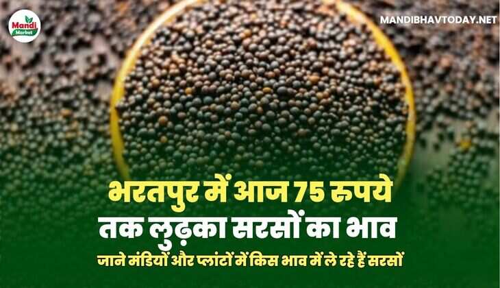 सरसों IMAGES