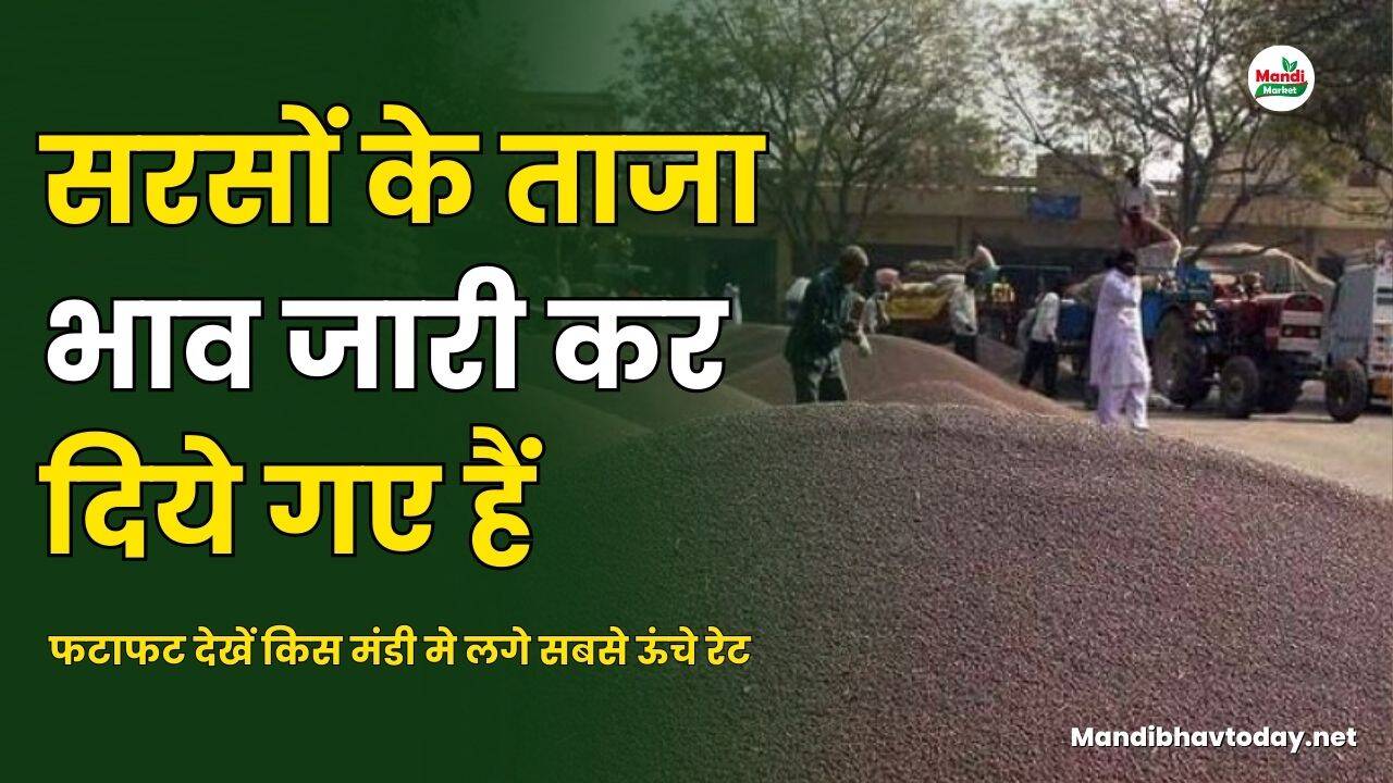 सरसों के ताजा भाव जारी कर दिये गए हैं । फटाफट देखें किस मंडी मे लगे सबसे ऊंचे रेट