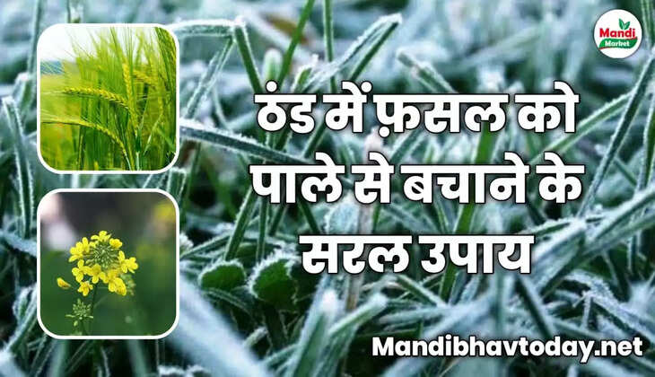 ठंड में फ़सल को पाले से बचाने के सरल उपाय