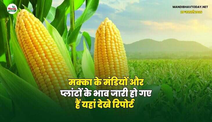 मक्का के मंडियों और प्लांटों के भाव जारी हो गए हैं | यहां देखे रिपोर्ट