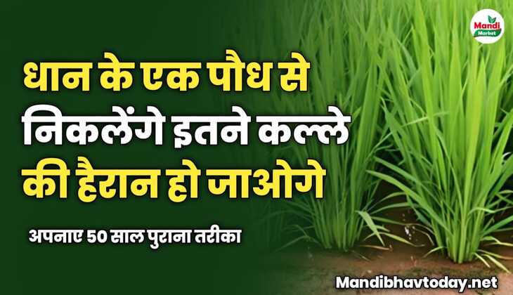 धान के एक पौध से निकलेंगे इतने कल्ले की हैरान हो जाओगे | अपनाए 50 साल पुराना तरीका