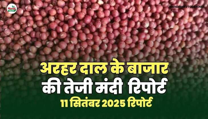 मंडी भाव today
